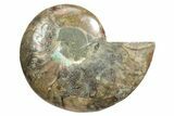 Cut & Polished Ammonite Fossil (Half) - Madagascar #349095-1
